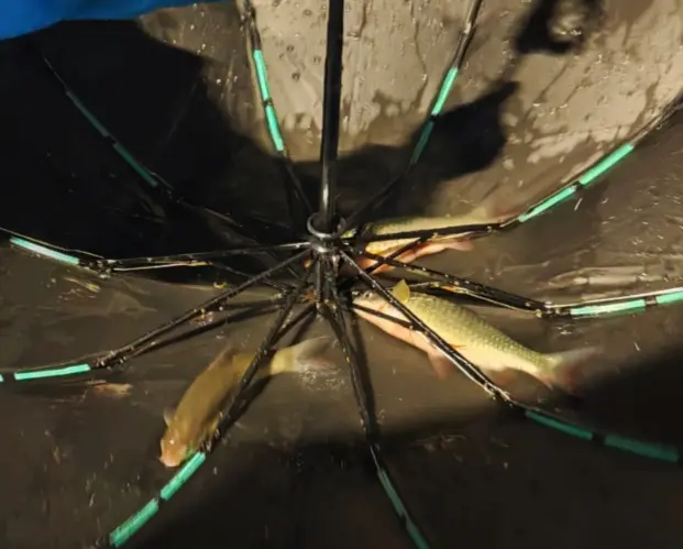 ▲宜蘭受到東北季風及颱風外圍環流共伴效應影響，連日暴雨造成淹水災情，連學校生態池都滿出來，有魚群游出被學生抓到。（圖/Threads@luckylion718授權提供）