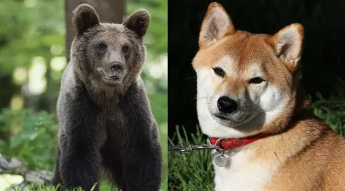 柴犬遭1.2公尺熊襲！鞭炮嚇不走　飼主目睹連狗帶窩被拖走
