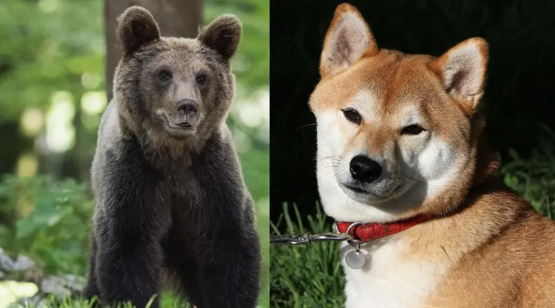 寵物狗遭熊襲「內臟被吃光」慘死！獸醫曝習性：2器官有營養