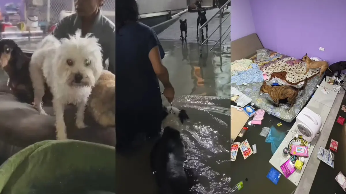 宜蘭暴雨釀災！楊懷民狗園慘成水世界 129隻貓狗急避難