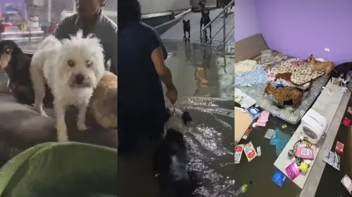 宜蘭暴雨釀災！楊懷民狗園慘成水世界　129隻貓狗急避難
