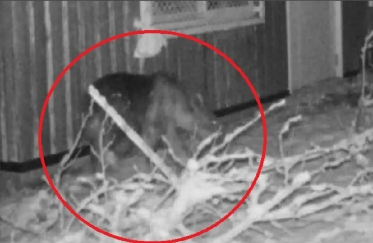 棕熊被籠子捕獲！連日闖入掀恐慌 已於札幌圓山動物園遭「賜死」