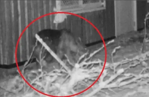 棕熊被籠子捕獲！連日闖入掀恐慌　已於札幌圓山動物園遭「賜死」
