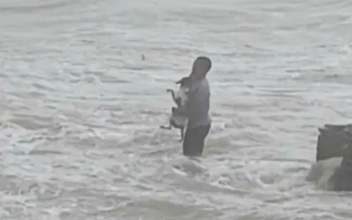 影／為救流浪狗不顧性命！颱風天跳海救犬
