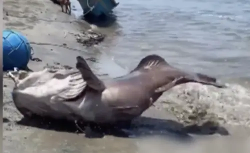 80公斤石斑魚撈上岸！印尼漁夫爽翻天　居民「圍觀巨魚」
