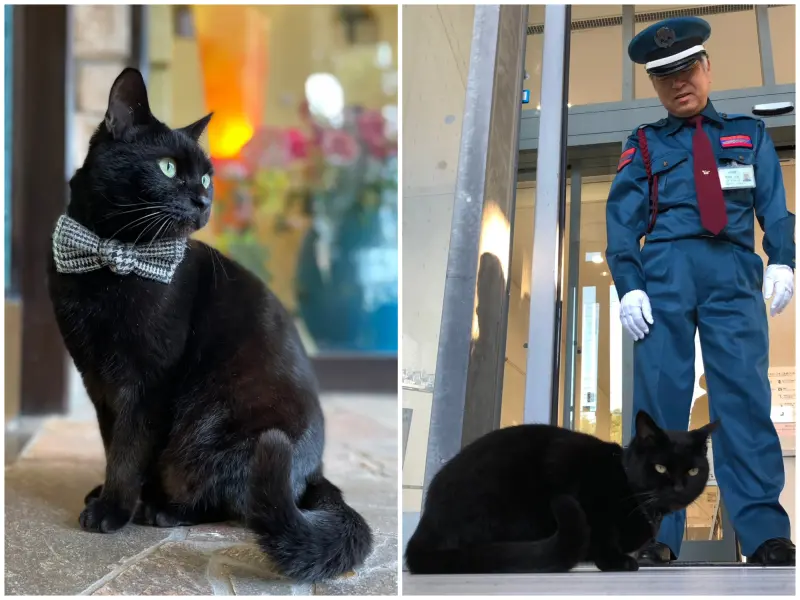 「最想進美術館黑貓」Ken醬離世！粉絲不捨　館方擬辦紀念特展