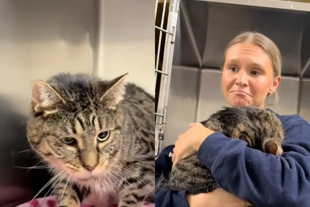 虎斑貓收養5年遭「原箱退貨」！心碎躲角落哭 志工：牠只想消失