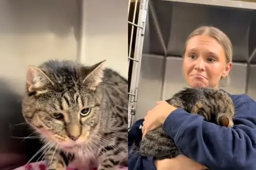 虎斑貓收養5年遭「原箱退貨」！心碎躲角落哭　志工：牠只想消失
