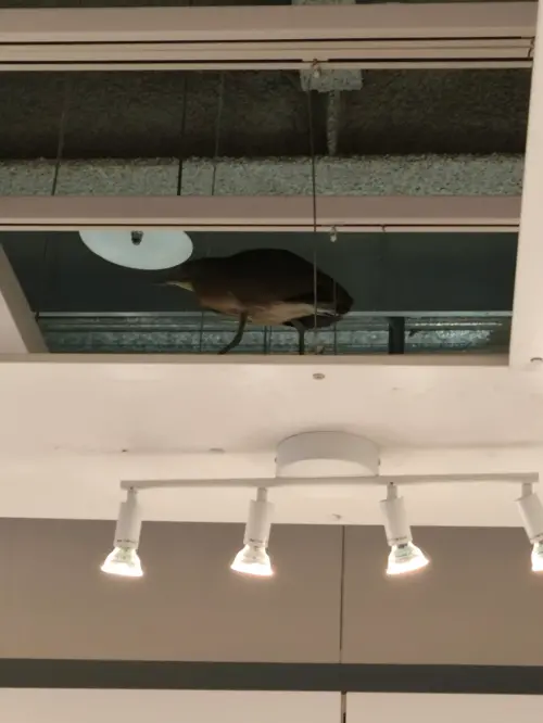 ▲被暱稱「地瓜」、「大笨鳥」的黑冠麻鷺，出現在IKEA新店店的賣場上方引發討論。（圖／Threads @tinalin1117授權使用）