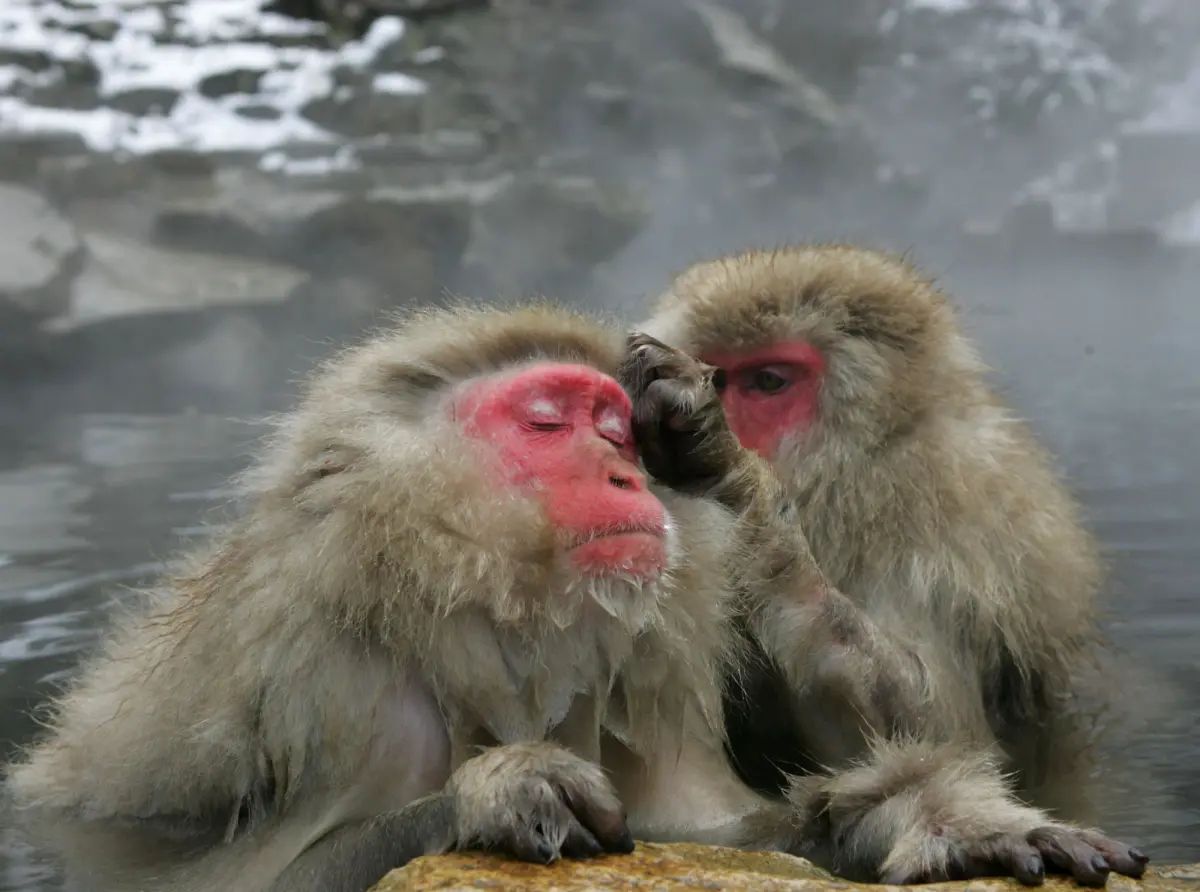 ▲長野縣地獄谷野猿公苑可以在冬天時看見獼猴泡溫泉的模樣，每年吸引超過20萬名遊客來訪。（圖／美聯社／達志影像）