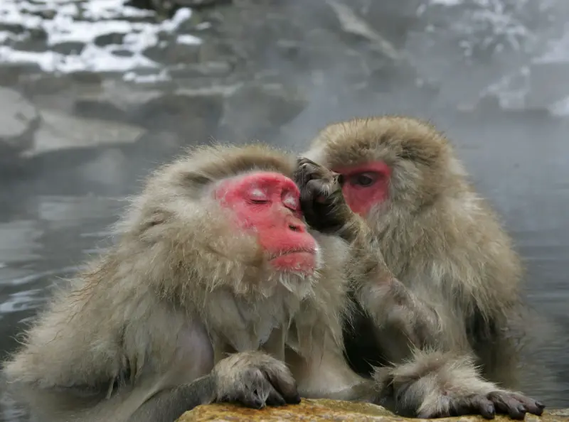 ▲長野縣地獄谷野猿公苑可以在冬天時看見獼猴泡溫泉的模樣，每年吸引超過20萬名遊客來訪。（圖／美聯社／達志影像）
