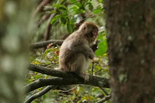 ▲長野縣「猴害」問題頻傳，獼猴會侵擾山腳的農村與住宅區，闖入民宅、偷食物、破壞農作物。（圖／美聯社／達志影像）