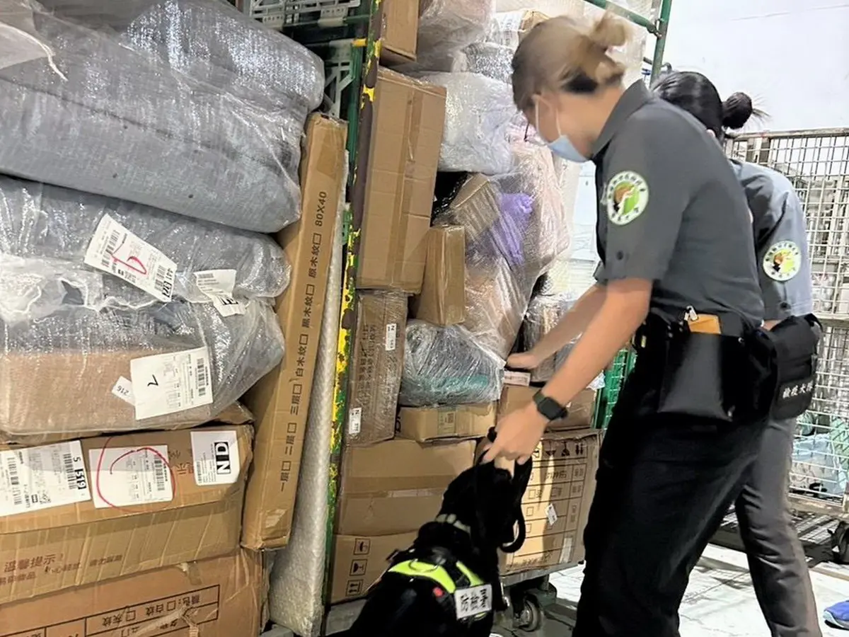 防豬肉製品違法入境！關務署高雄關針對海運快遞貨物進行查緝行動