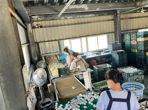 封存16萬顆芬普尼毒蛋！彰化畜牧場疑殺蟲劑噴雞　負責人帶回偵訊
