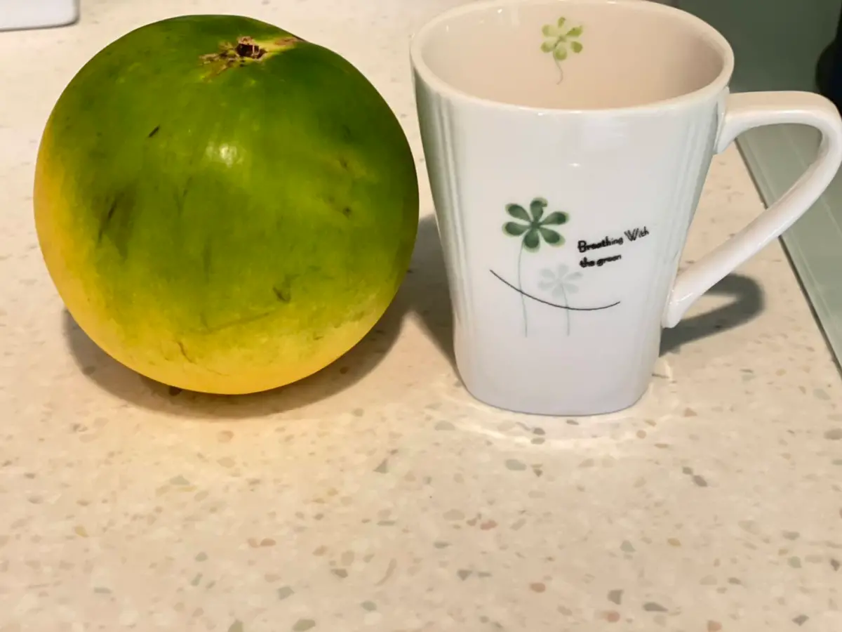 新北龜吼漁港「4顆黃金果988元」！彭華幹轟：國旅每況愈下有原因