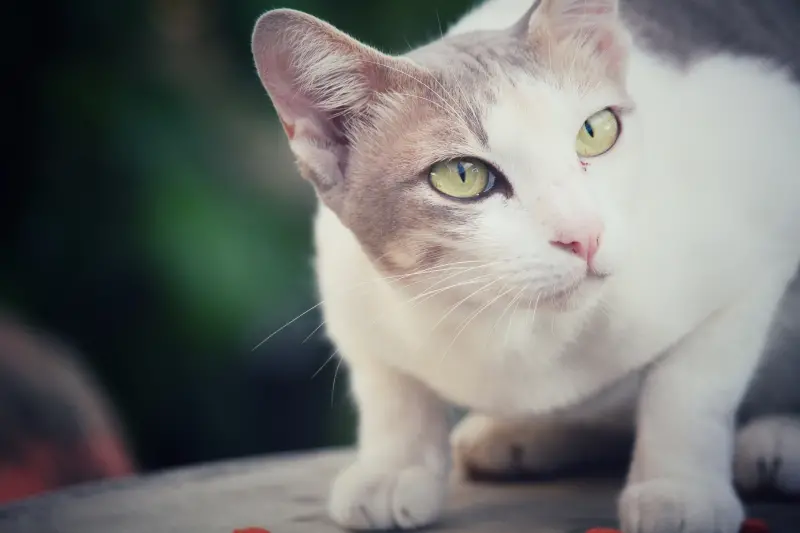 高雄男爆「微波爐虐貓」炫耀影片！笑喊：「內臟都熟了」惹眾怒