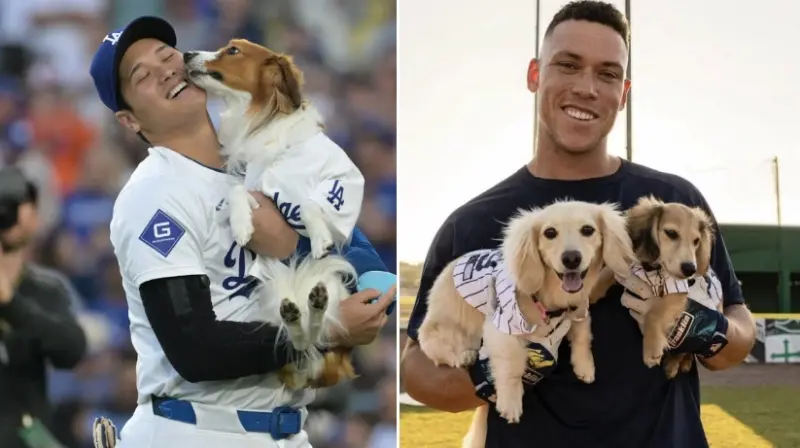 ▲洋基球星「法官」賈吉（Aaron Judge）奪下美聯MVP後，與兩隻愛犬Gus與Penny一同入鏡慶祝，畫面溫馨又萌翻全網。球迷笑稱「MVP的祕訣就是養狗」，並調侃大谷翔平的愛犬彈額頭迎來強勁對手。（圖／取https://x.com/alexwattxyz/status/1848379012633985169）