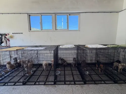 人人犬舍延燒！米可白為「188隻割聲帶犬」開戰　鍾東錦直球回應
