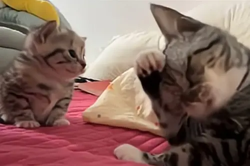 ▲（圖／Catherine Ren YouTube）