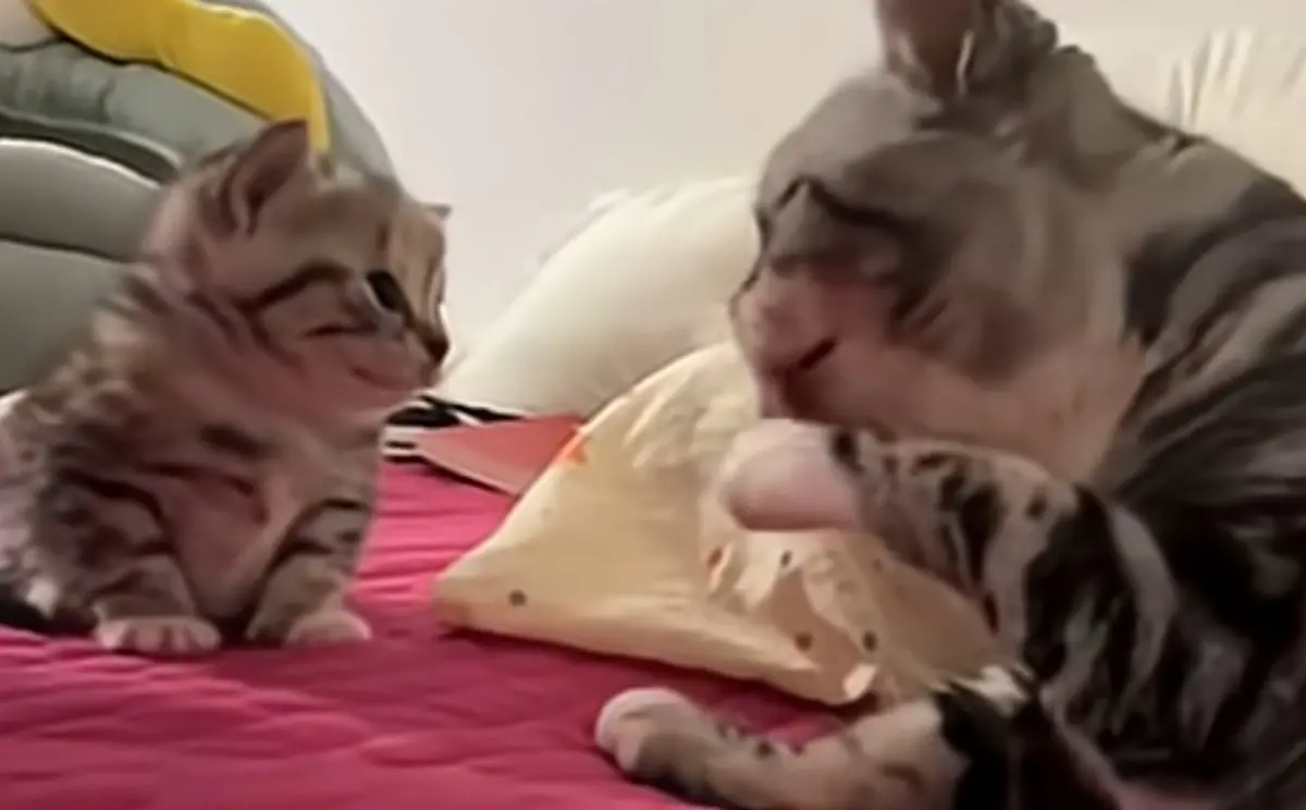 貓媽媽認真教洗臉「慢動作重複」！小貓看呆一臉懵 牠最後崩潰了