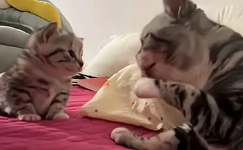 貓媽媽認真教洗臉「慢動作重複」！小貓看呆一臉懵　牠最後崩潰了
