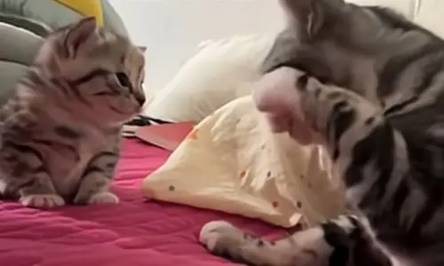 ▲（圖／Catherine Ren YouTube）