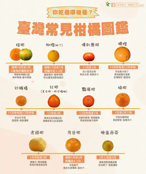 ▲台灣常見柑橘圖鑑。（圖／翻攝自臉書粉專鮮享農YA-農糧署afa.gov.tw）