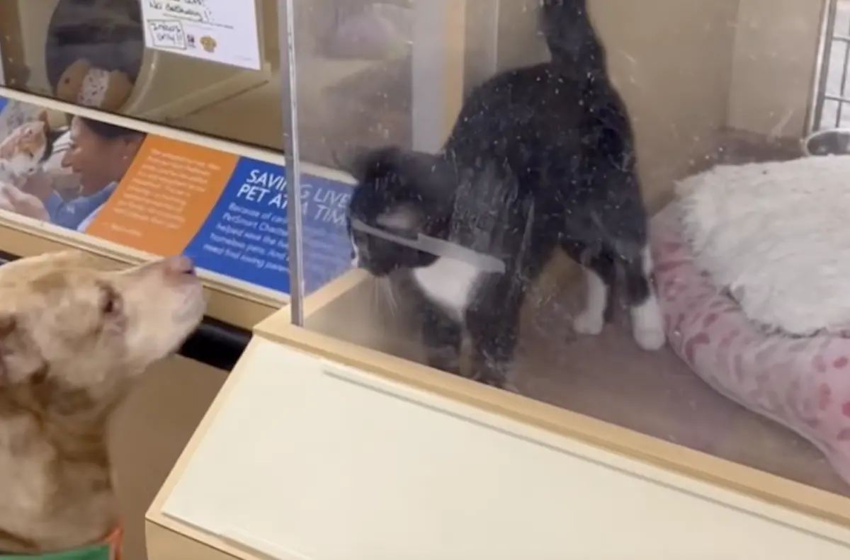 比特犬愛上寵物店小貓！「一見鍾情」深情對望 結局暖爆：成全了