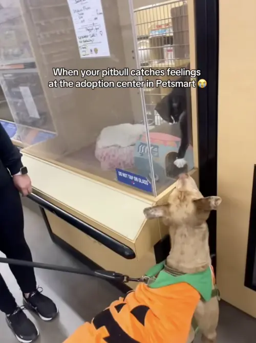 ▲（圖／翻攝自TikTok@barberb_wifey）