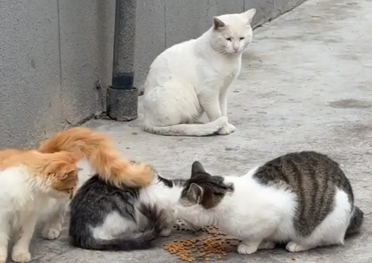 浪貓爽吃大餐「不給漂亮白貓靠近」！牠滿臉超委屈 眾揭原因哭了