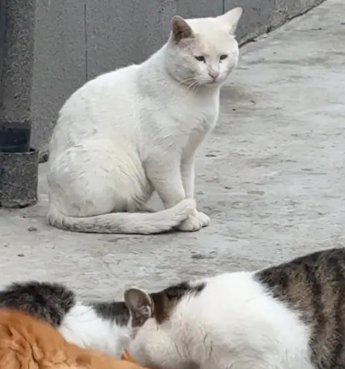 ▲（圖／翻攝微博）