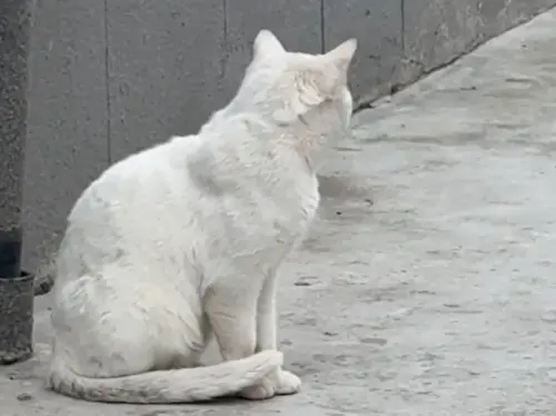 ▲（圖／翻攝微博）