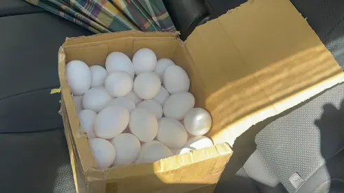 毒蛋把關現漏洞？無視禁令仍出貨4萬顆毒蛋　彰檢二度約談調查
