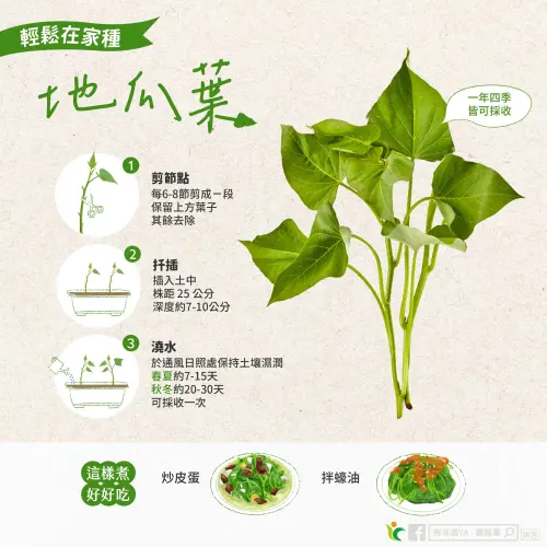 ▲近期農糧署在臉書上發文分享「在家就能輕鬆種地瓜葉」的方法。（圖／農糧署afa.gov.tw）