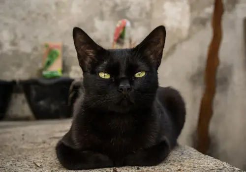 ▲每年10月27日是「國際黑貓日（National Black Cat Day）」。（圖／取自pixabay）