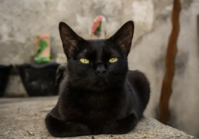 ▲今天是11月17日，在這天國際上有許多重大節日，包括「世界學生節」、「義大利黑貓節」，還有「台灣自來水節」。（圖／取自pixabay）