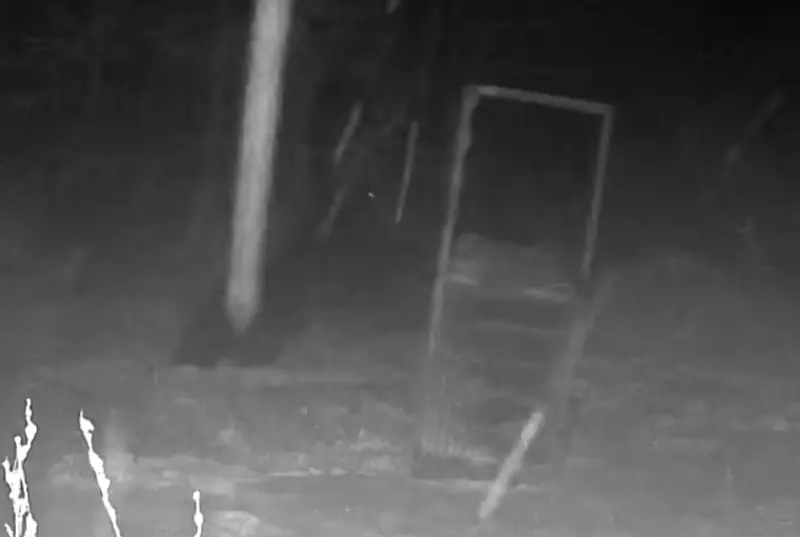 日本熊太聰明！北海道「鋼斧巨熊」無視木樁　推倒300公斤陷阱箱