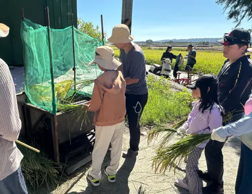 ▲打穀機使稻穀自稻穗上脫落(圖／農業局提供2025.11.16)