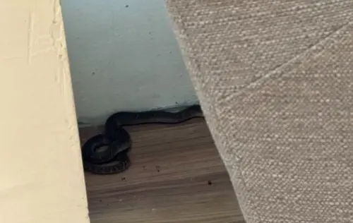 龍井圖書館有蛇！女文青看書「下面刺刺的」　遭30公分眼鏡蛇咬
