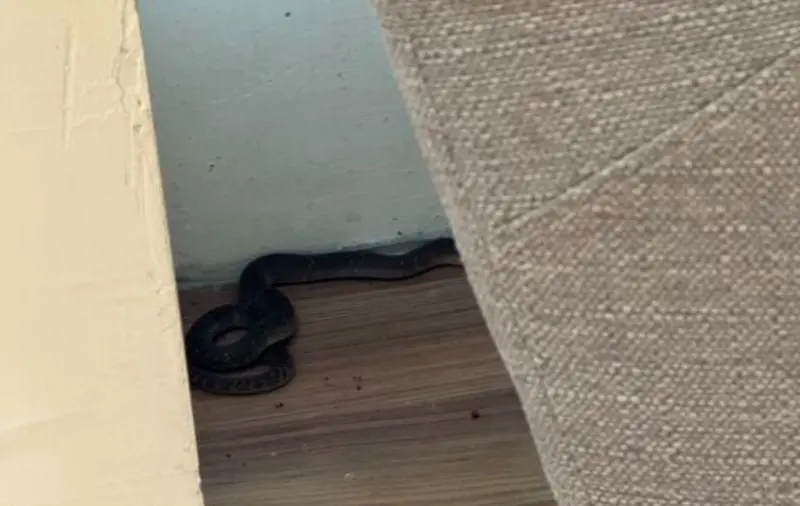 龍井圖書館有蛇！女文青看書「下面刺刺的」　遭30公分眼鏡蛇咬