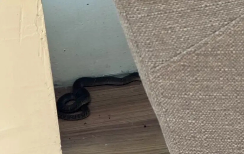 龍井圖書館有蛇！女文青看書「下面刺刺的」 遭30公分眼鏡蛇咬