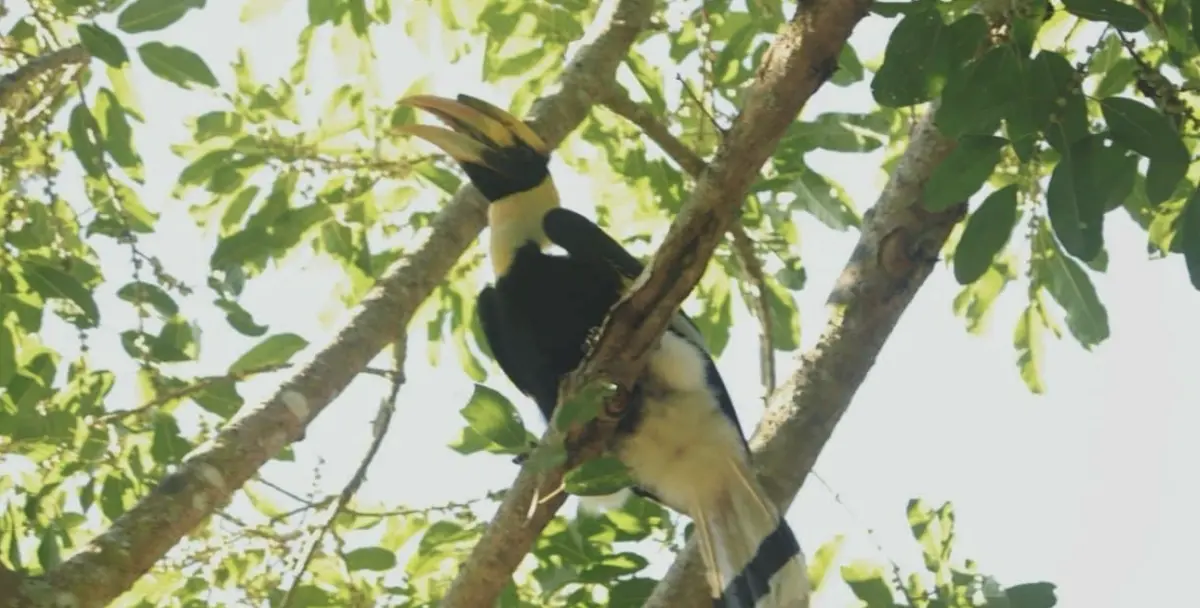 消失十年再現蹤影 泰國多帕洪博國家公園驚見稀有大犀鳥