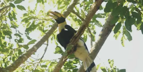 消失十年再現蹤影　泰國多帕洪博國家公園驚見稀有大犀鳥
