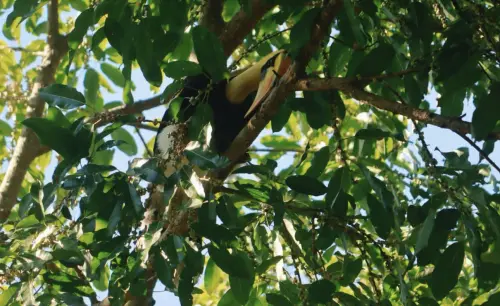 ▲大犀鳥停棲在高處樹冠，氣勢十足，讓工作人員興奮不已。（圖／翻攝自多帕洪博國家公園臉書）
