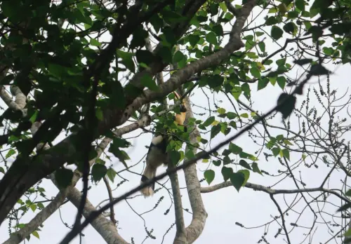 ▲大犀鳥十多年未現身，這次目擊是重要的生態指標。（圖／翻攝自多帕洪博國家公園臉書）