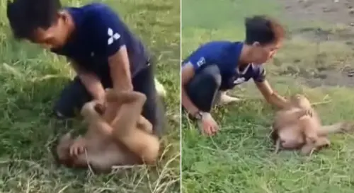 大馬男子虐待猴子還拍片上傳　鐵鏈綁頸掌摑摔地畫面外流網友震怒
