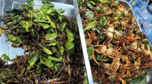 敢吃嗎？蟲蟲大餐只要70塊台幣　寮國「蛋白質自助餐」曝
