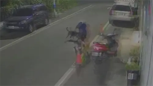 未牽繩比特犬撲咬流浪狗！飼主曾喊「測試狗多兇」　動保處要罰了
