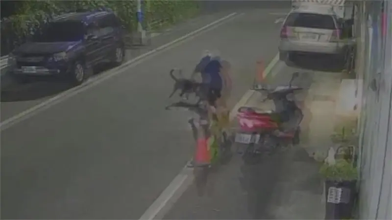 未牽繩比特犬撲咬流浪狗！飼主曾喊「測試狗多兇」　動保處要罰了