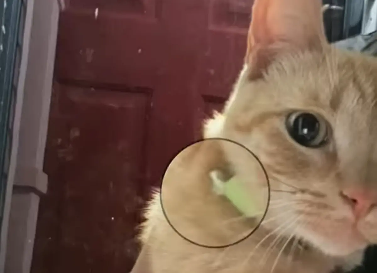 橘貓天天往外跑！回家驚見「項圈藏紙條」 她知真相傻了：被背叛